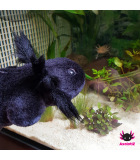 Axolotl Plush black-gold