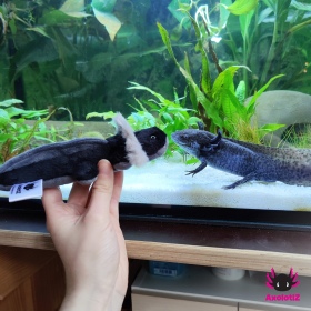 Axolotl Mini-Stofftier schwarz-grau