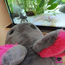 Pre-Order! XXL-Axolotl grey-pink 120cm