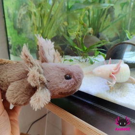 Axolotl Plush lightbrown-beige